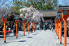 A shrine that has been worshiping for over 1200 years since the Heian relocation. It has been known as a cherry blossom company since ancient times, and currently about 400 sakuragi of about 60 types fill the grounds.