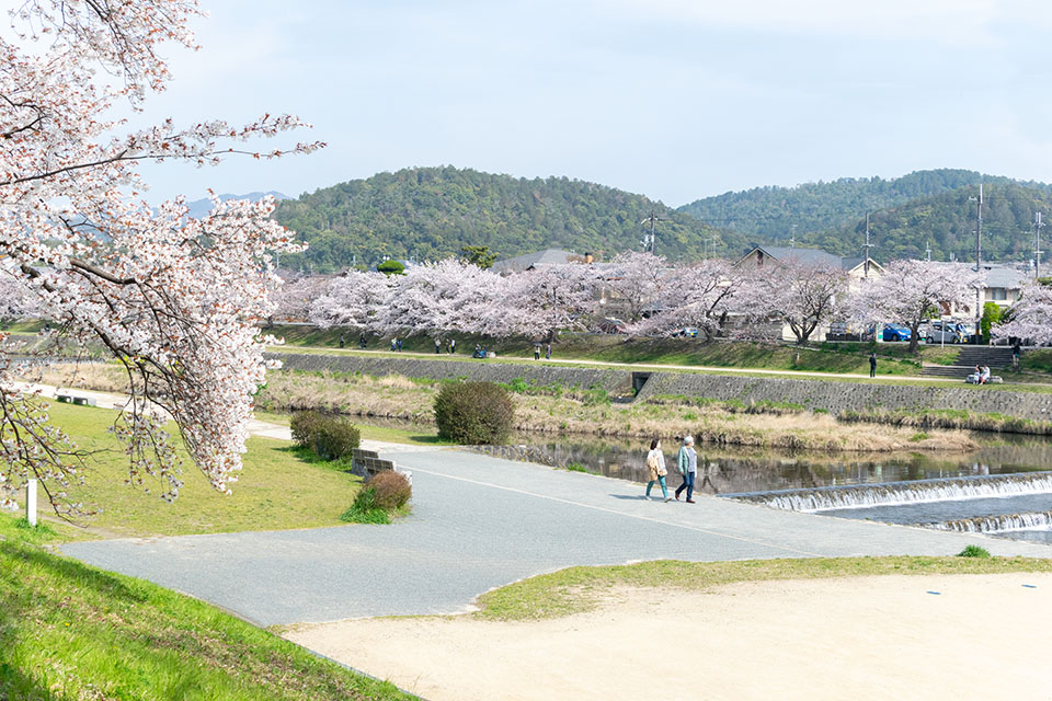 賀茂川河川敷