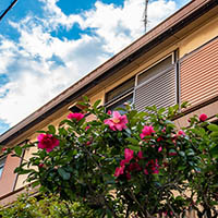 Exterior / Landscaping