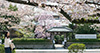 This mansion, built by Japanese painter Kansetsu Hashimoto (1883–1944), sits on a large plot of approximately 10,000 square meters. Fascinated with Chinese classic literature, Kansetsu designed the garden in accordance with his own unique style of painting developed through numerous visits to China. The profound tranquility of this magnificent garden creates an illusion to make the visitors feel like they are in a different world.