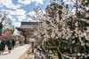 This shrine is dedicated to the god of learning, Michizane Sugawara, and is known as "Tenjin-san". People come to pray for exams. There is a plum garden, and many people come to see plums from late winter to early spring.