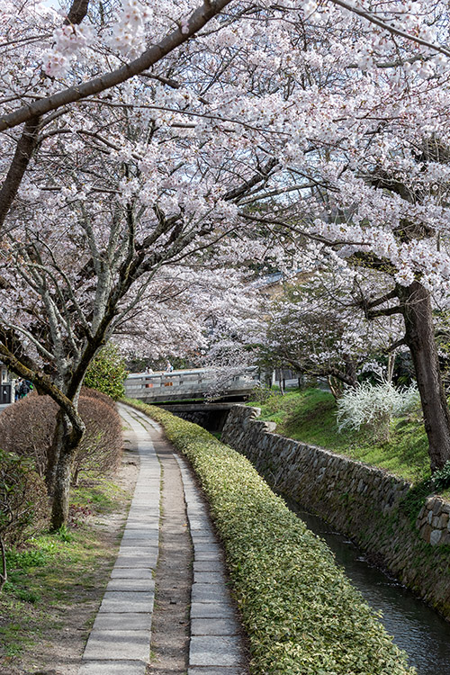 Philosopher's Path Spring