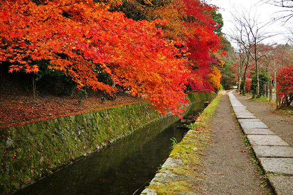 Philosopher's Path Fall